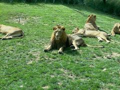 -北京野生动物园