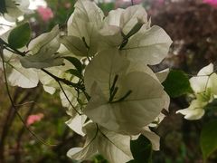 -呀路古热带植物园