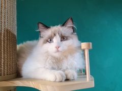 -猫十亿·布偶金渐层·曼基康矮脚猫舍(青年路店)