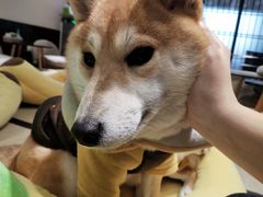 -逗柴咖啡屋·狗咖猫咖宠物桌游