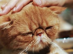-平行世界·猫咖(首经贸店)