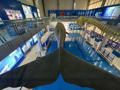-上海海洋大学鱼文化博物馆(军工路校区)
