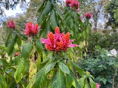 -中国科学院西双版纳热带植物园
