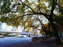 -三里屯东五街银杏大道