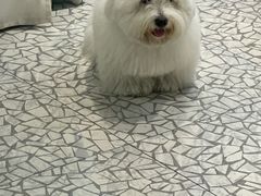 -momokira米努特·德文卷毛猫·棉花面纱犬