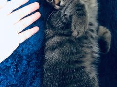 -美联众合宠物医院·爱萌分院·内外科·猫科中心