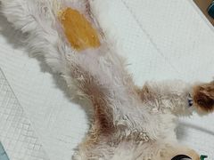 -灵美宠物诊所