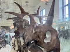 -美国自然历史博物馆