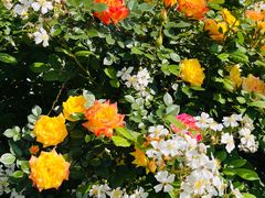 -小鱼草莓采摘园农家乐·小鱼餐厅