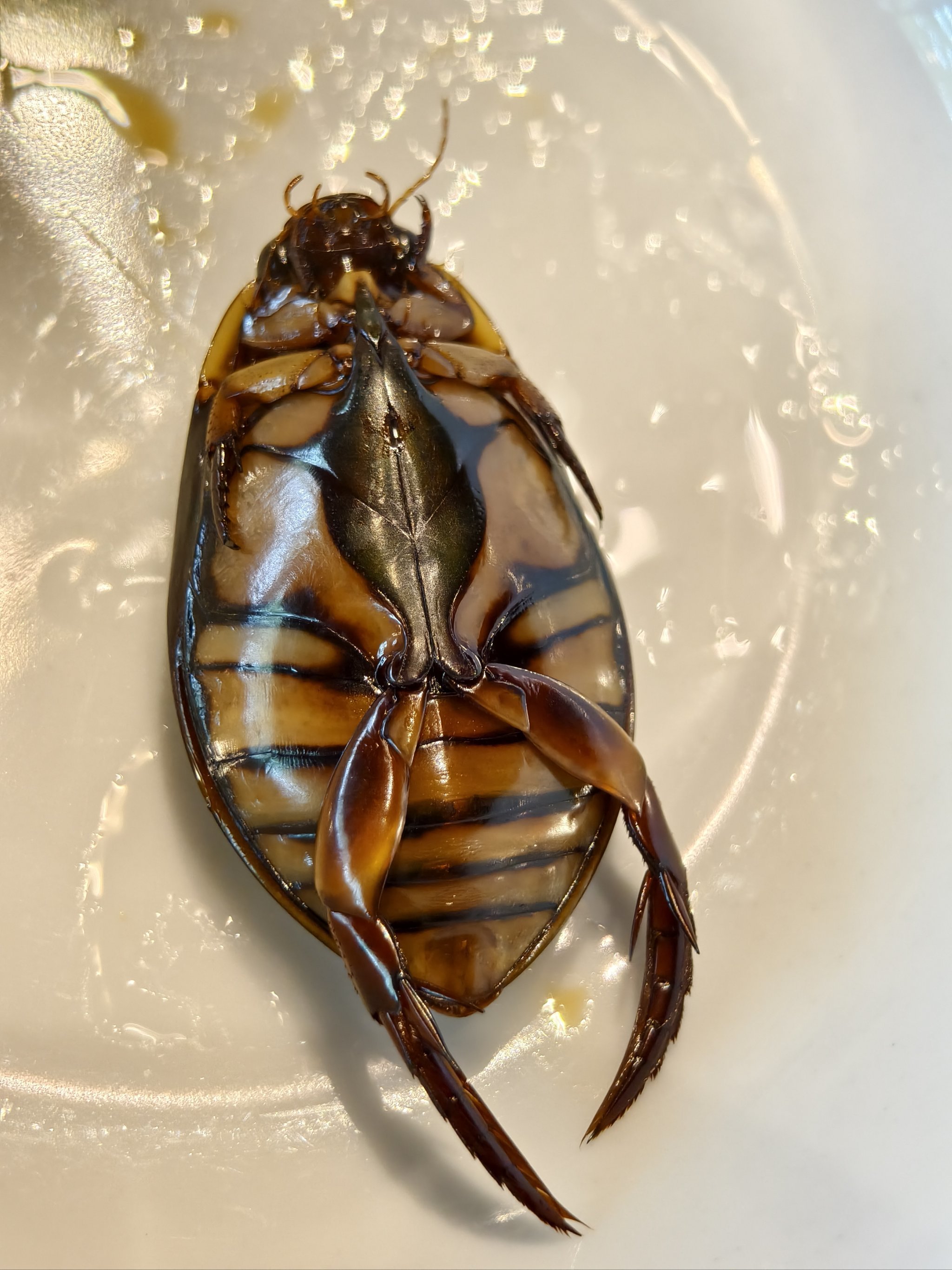 在山上品粤菜,一眼绿色,舒服