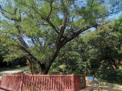 -北京西山国家森林公园