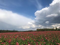 -莲花山花海