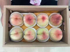 -老袁家蜜桃农场·阳山水蜜桃