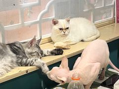 -猫小院猫主题餐厅(南锣旗舰店)