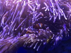 -悉尼海洋生物水族馆