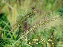 芦苇-两河城市森林公园