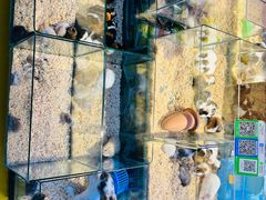 -青石桥花鸟鱼虫市场(叠翠城店)