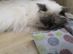 -藏猫猫咖啡主题馆(中央大道店)