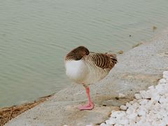 -南大港湿地风景区