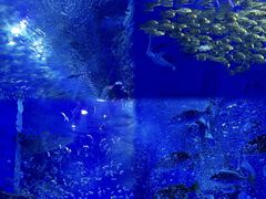 -海合安天津极地海洋公园