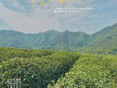 -龙坞茶村