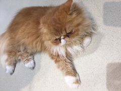 -藏猫猫咖啡主题馆(中央大道店)