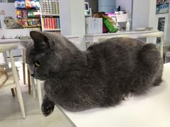 -喵的天空名猫咖啡馆·撸猫·猫舍·用品