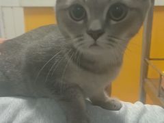 -瑞派福兴宠物医院犬猫全科·骨科·中西医结合(河东店)