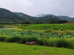 -径山花海