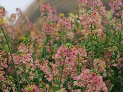 -中国天府农业博览园