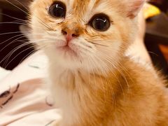 -猫十亿·布偶金渐层·曼基康矮脚猫舍(青年路店)