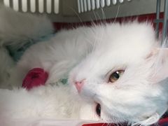 -纳吉亚猫专科动物诊疗中心(蒋宅口分院)