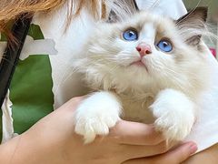 -lincat·猫舍(广州店)
