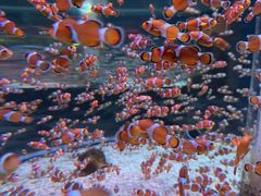 -海合安成都极地海洋公园