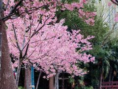 -新江湾城公园