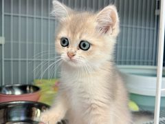 -翊宠yipet猫狗购宠庄园犬舍•猫舍