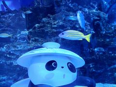 -海合安成都极地海洋公园