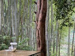 -杨家堂村