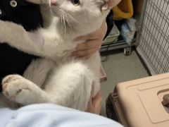 -四月宠物医院·猫专科·心脏专科·内科(转塘店)