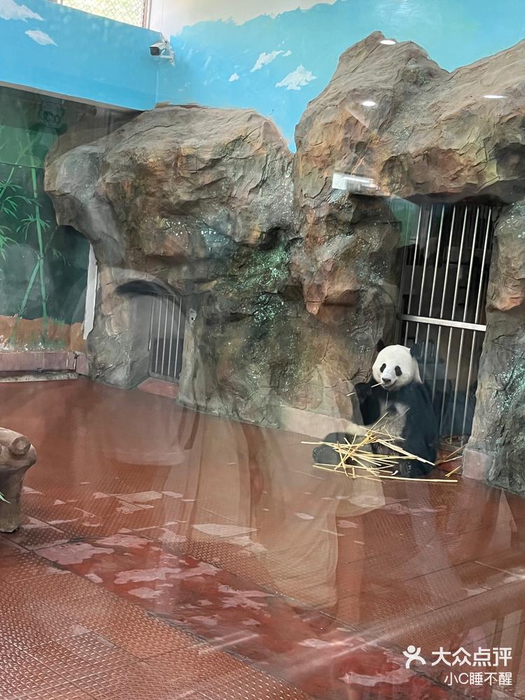 动物园里的显眼包熊猫星一的日常