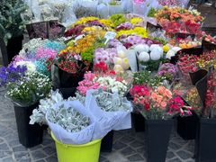 -曲阳花鸟市场(曲阳路店)