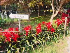 -上海鲜花港