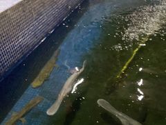 -鸿渡渔庄·特色鸭咀鱼