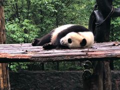 -都江堰中华大熊猫苑