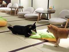 -逗柴咖啡屋·狗咖猫咖宠物桌游