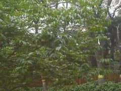 -黑龙江省森林植物园