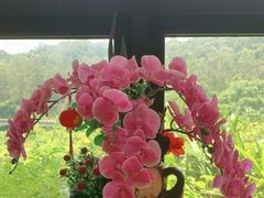 -品泉餐厅·大盆鱼·走地鸡