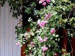 -元大都城垣遗址公园