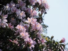 -梧桐山风景名胜区