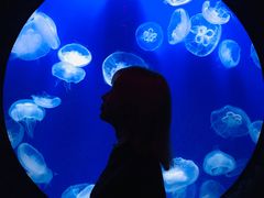 -成都浩海立方海洋公园